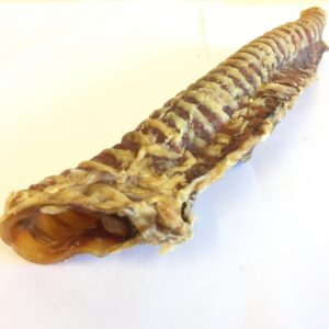 Buffalo Trachea